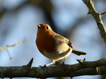 FZ035297 Robin on tree branch in sunlight.jpg